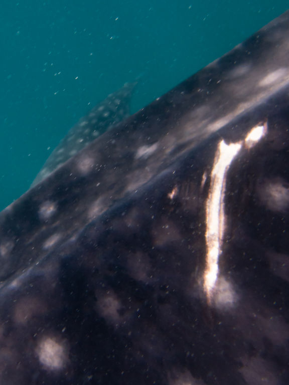 60c0ff04-7255-4ffb-b774-129353bc8cbf