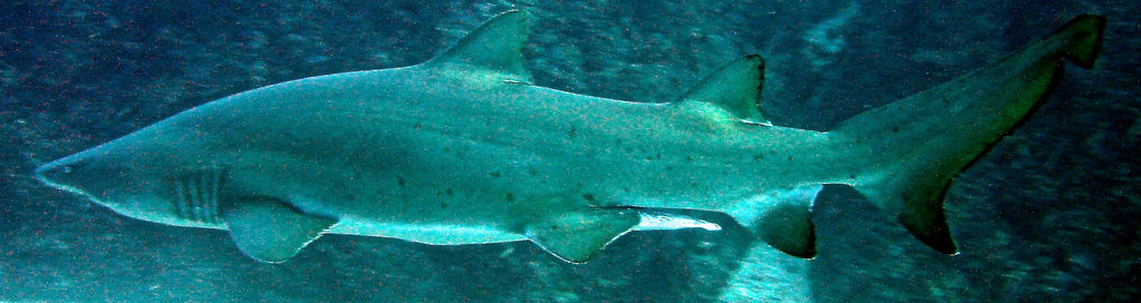 72d13440-1970-453e-98d4-0da28663cfce