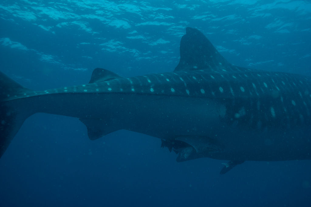 9f547409-5621-4363-a6e4-e3b8c8ed4e2a