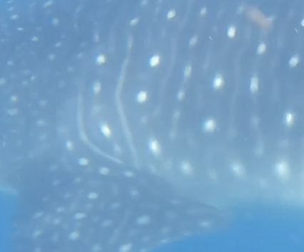 39774764-062b-46ad-883b-e929c347484d