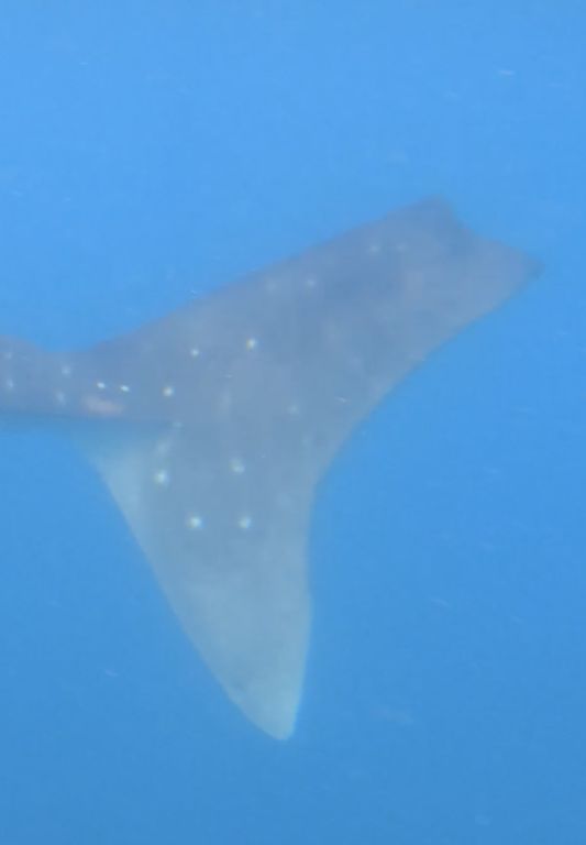 39774764-062b-46ad-883b-e929c347484d