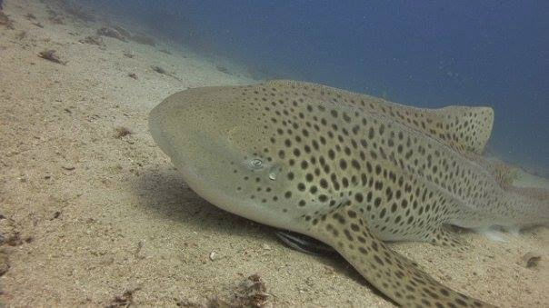 97e0e33d-06aa-4f4e-b789-0d076f0c9ccd