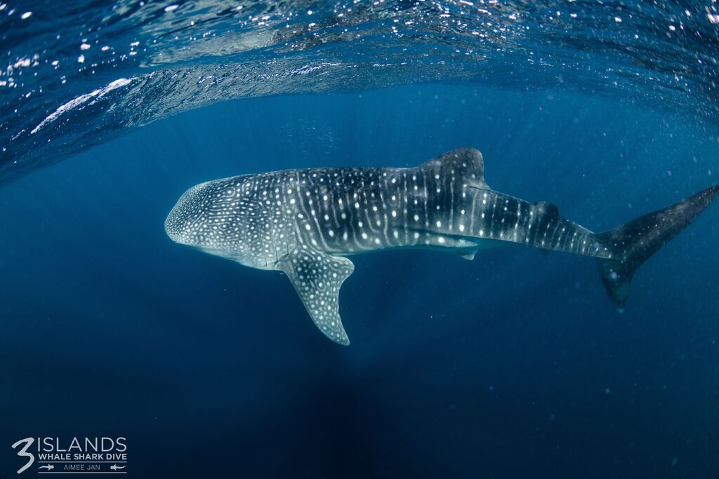 19d630d4-f0c0-40f3-bc0f-fffb5616c914