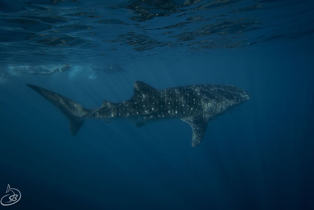 799de91a-cc2b-49bb-ac21-26a27594dccc