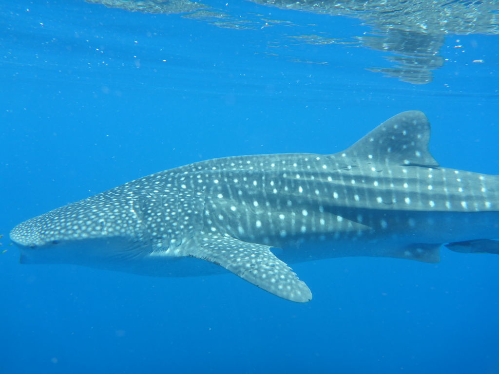 64a21f1e-f146-4fa8-b21c-0f47d4d260af