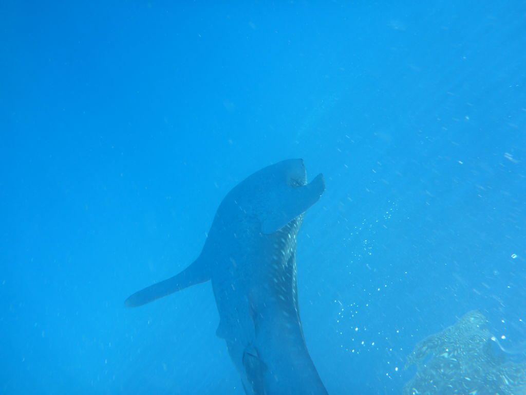 64a21f1e-f146-4fa8-b21c-0f47d4d260af