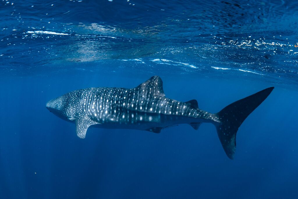 500ab122-27e3-40f1-b13e-aeb7f028019e