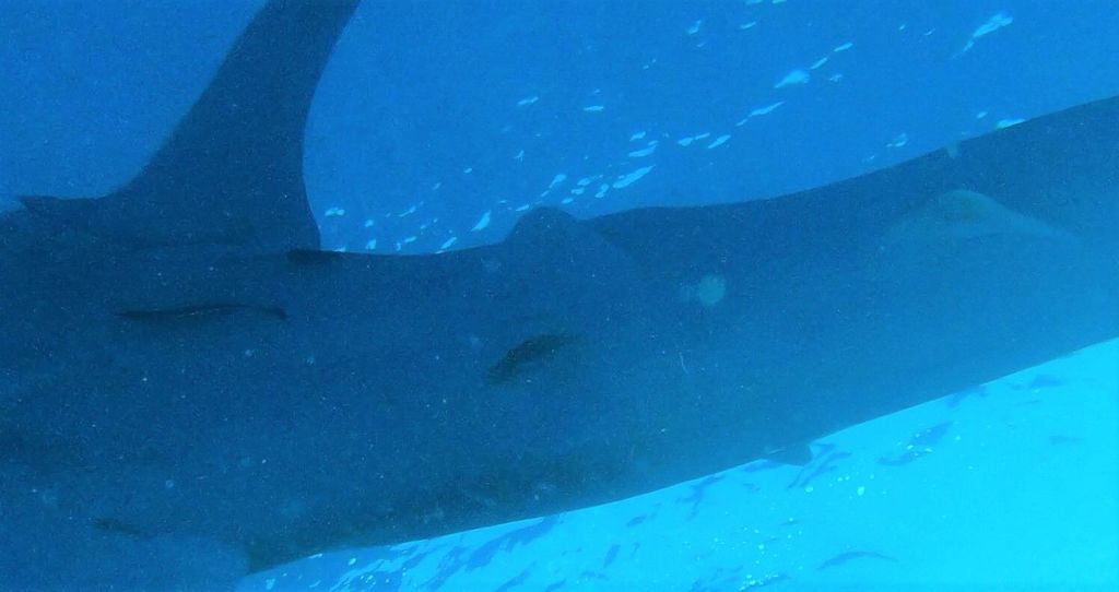 9c9b921d-3a96-4153-9692-af6600e72d74