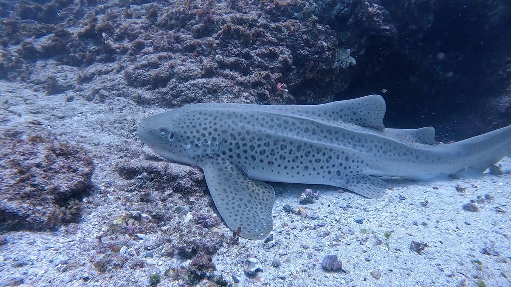 d30cac97-a151-4627-a645-c639673e6595