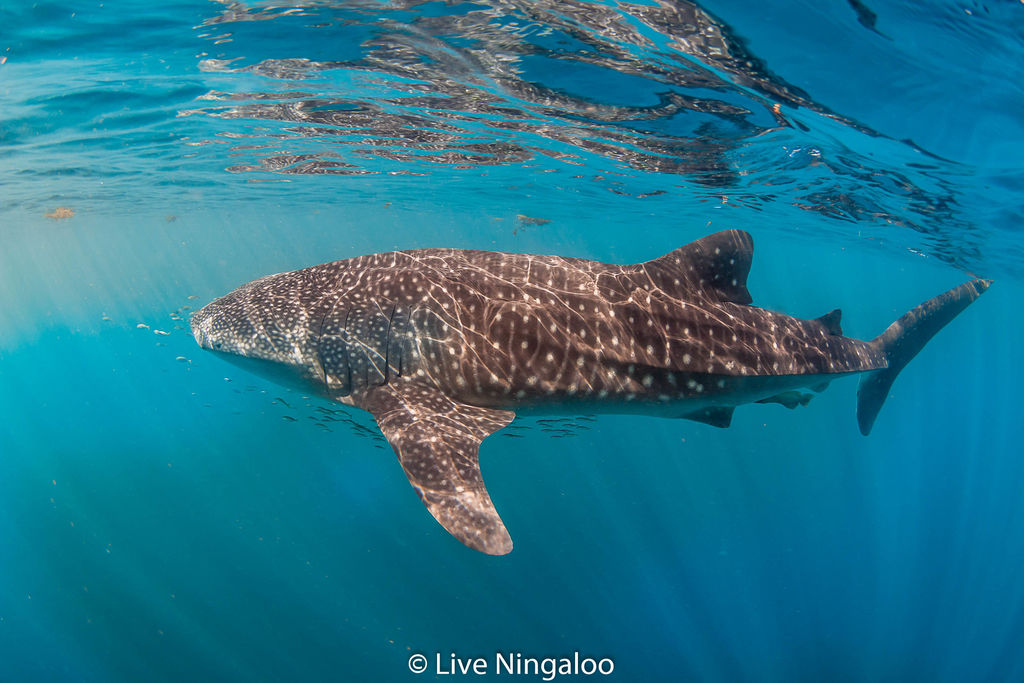 9a660287-64af-44b4-853b-397d7266b2fa