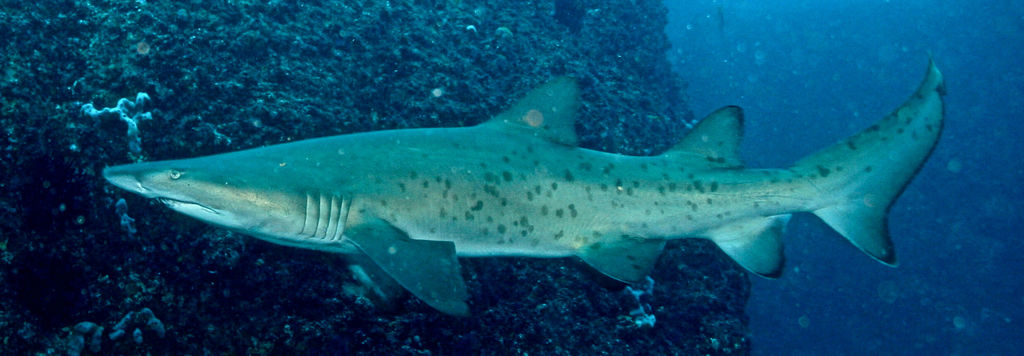 f7af28ed-da75-402f-ad22-148ff2cf764a