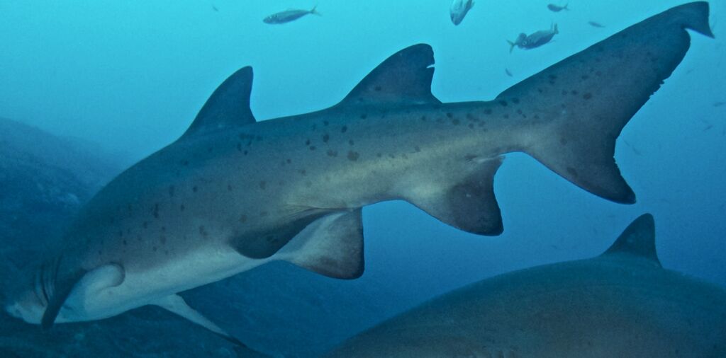 8c9955dd-20bc-4f35-b639-9ea9820a7789