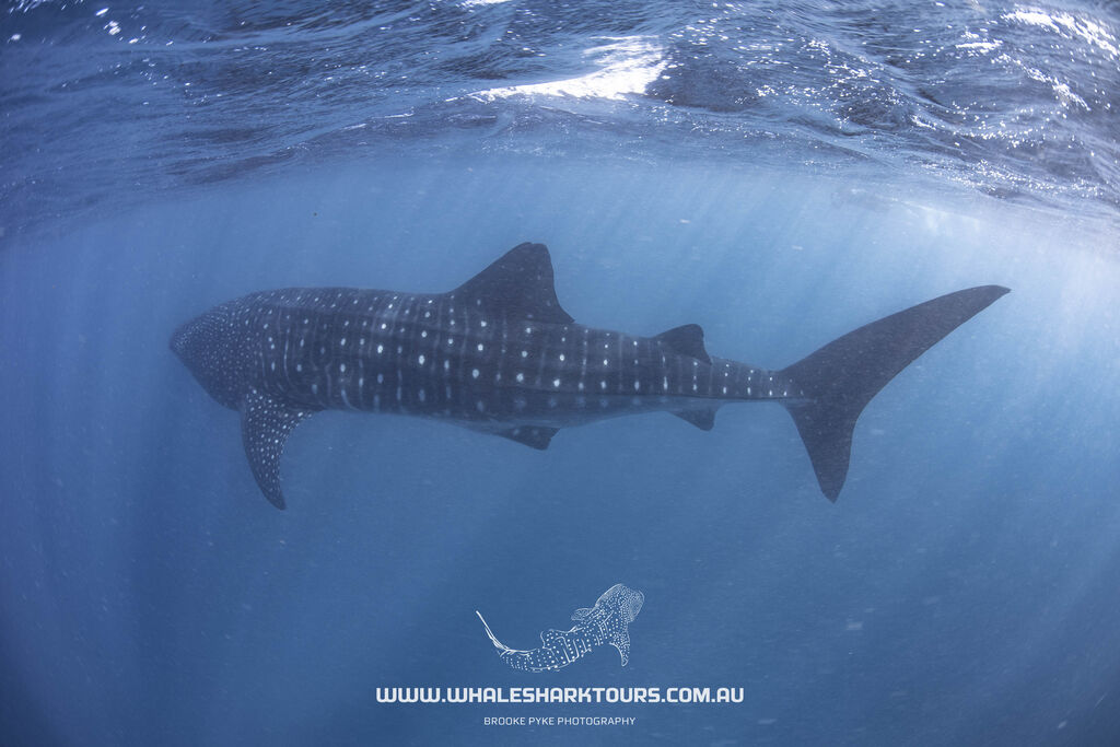 4060e042-e689-43c6-8a84-8a466c4e3874