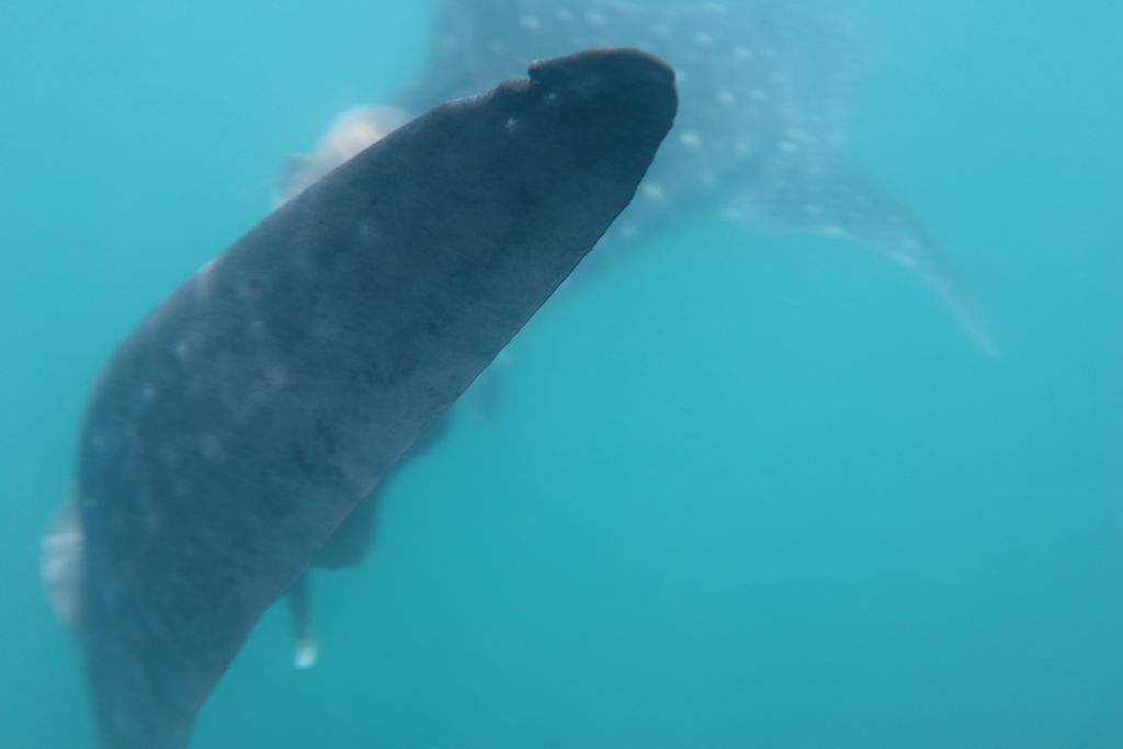 c2e8e3a5-25d9-4e9f-8b8e-7e56de03fbf2