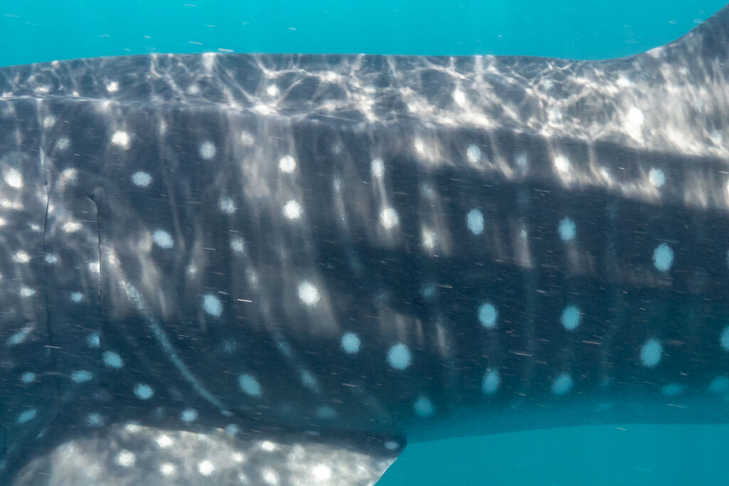 37d373ae-8860-41b1-baa8-28c4896747a1