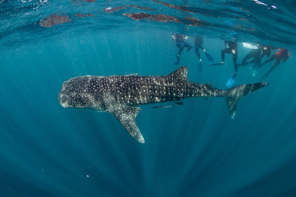 6655100f-8c0c-4c6f-9971-470db162e6cb