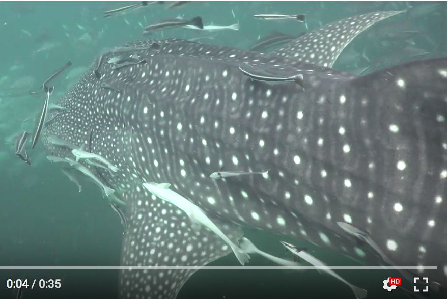 4ae7c08d-50d8-4015-ba68-7f82852c6d74