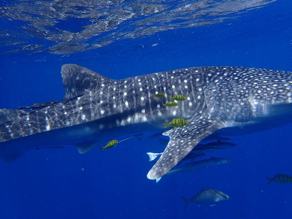 d4f9daa5-a1bb-482d-aa7e-563797f7bcdb