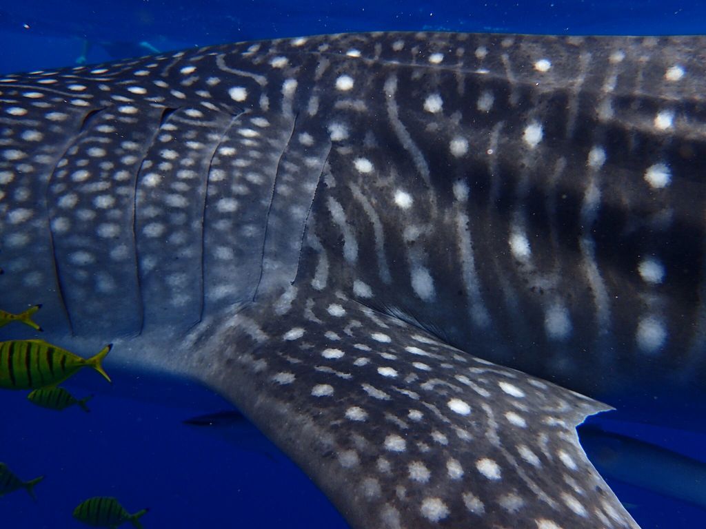 d4f9daa5-a1bb-482d-aa7e-563797f7bcdb