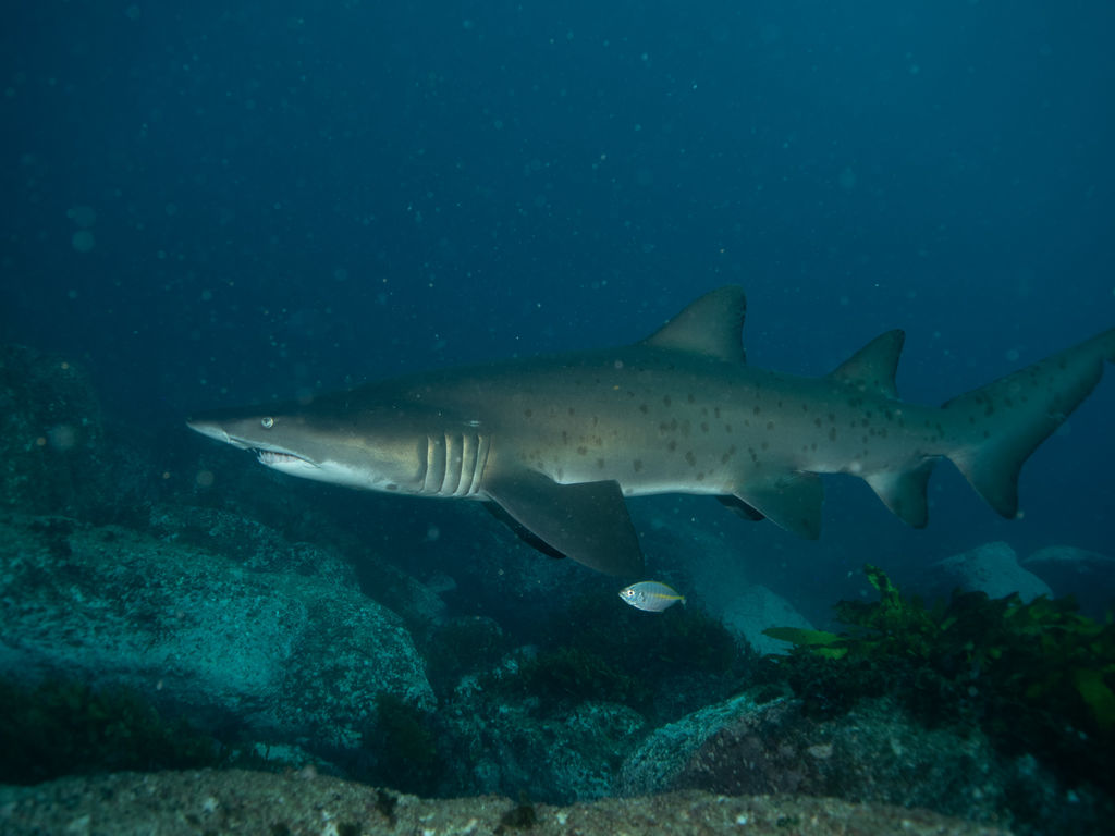 4f4c66af-8d85-4970-aa81-ff7ce6a81102