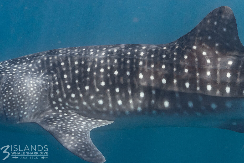 3c6e49b4-1779-4ec7-9fbe-d50baa33d3f3