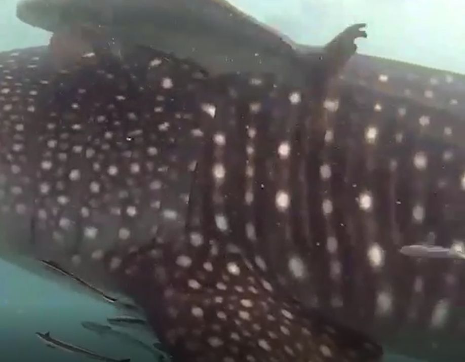 29e1a72b-5a9b-4859-9785-821edf4c89cc