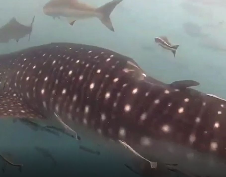 29e1a72b-5a9b-4859-9785-821edf4c89cc