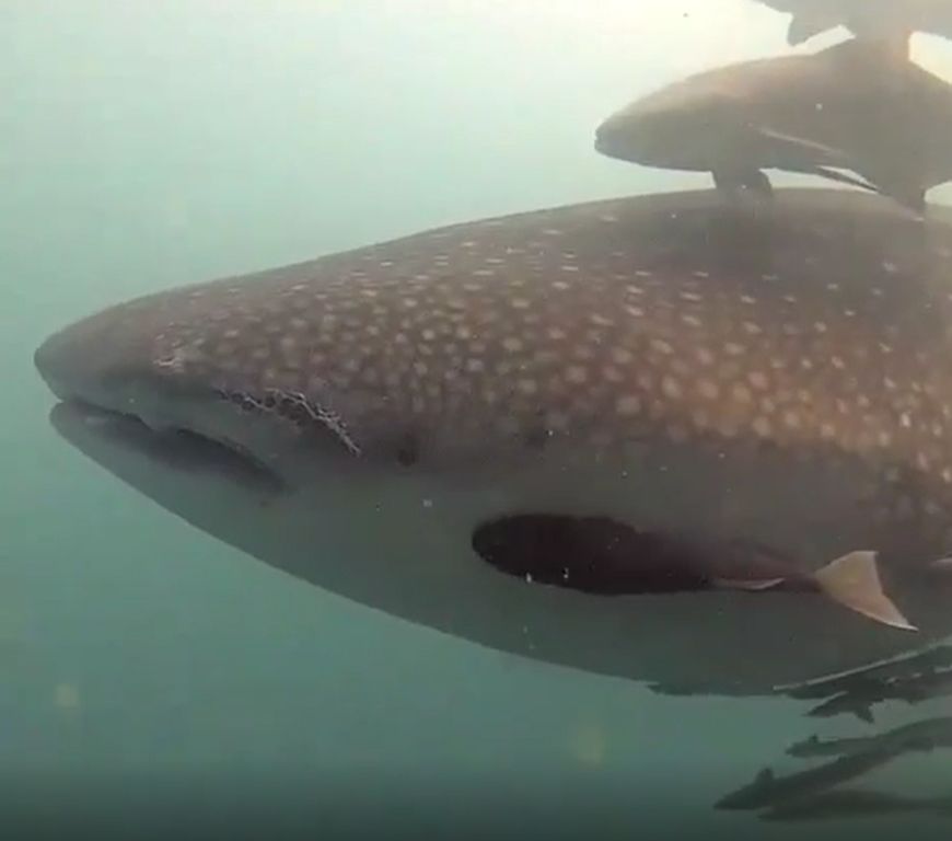 29e1a72b-5a9b-4859-9785-821edf4c89cc