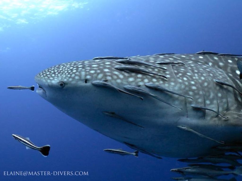 433cc97d-03c6-448a-8721-b86ab01f801d