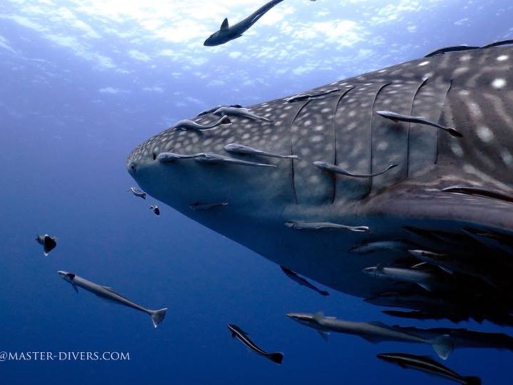 433cc97d-03c6-448a-8721-b86ab01f801d