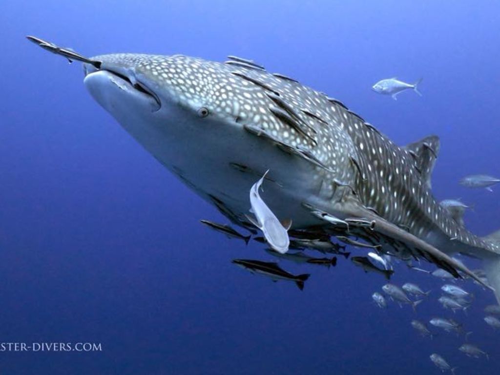 433cc97d-03c6-448a-8721-b86ab01f801d