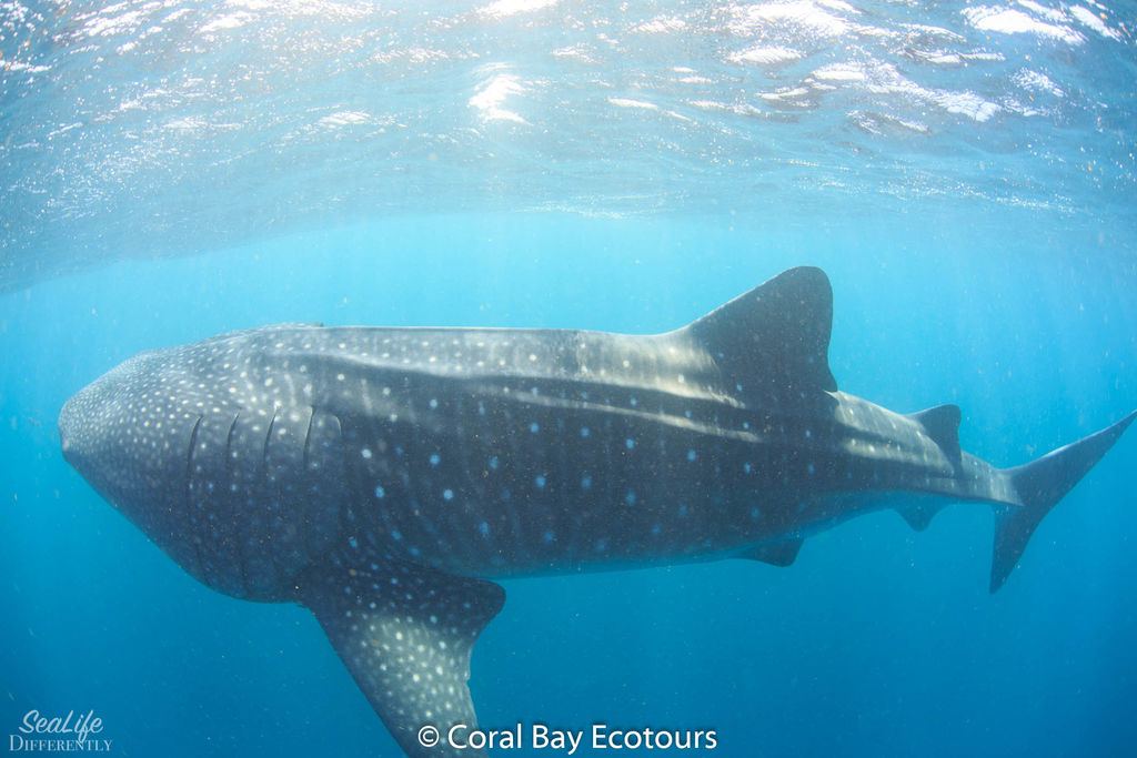 087d2650-8e89-4a25-8e2a-81c6a10a246f