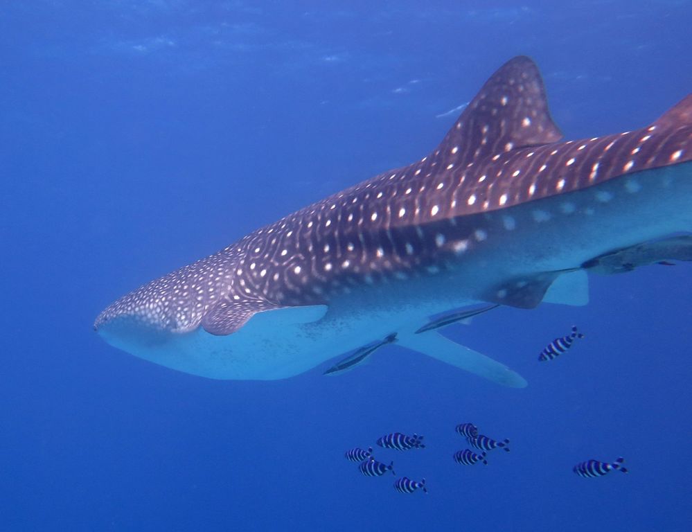 bc25f794-be4d-40c2-8b5c-b1751a088551