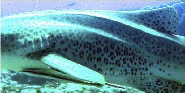 0dc85af1-c082-4b71-9b8e-d6870419f19d