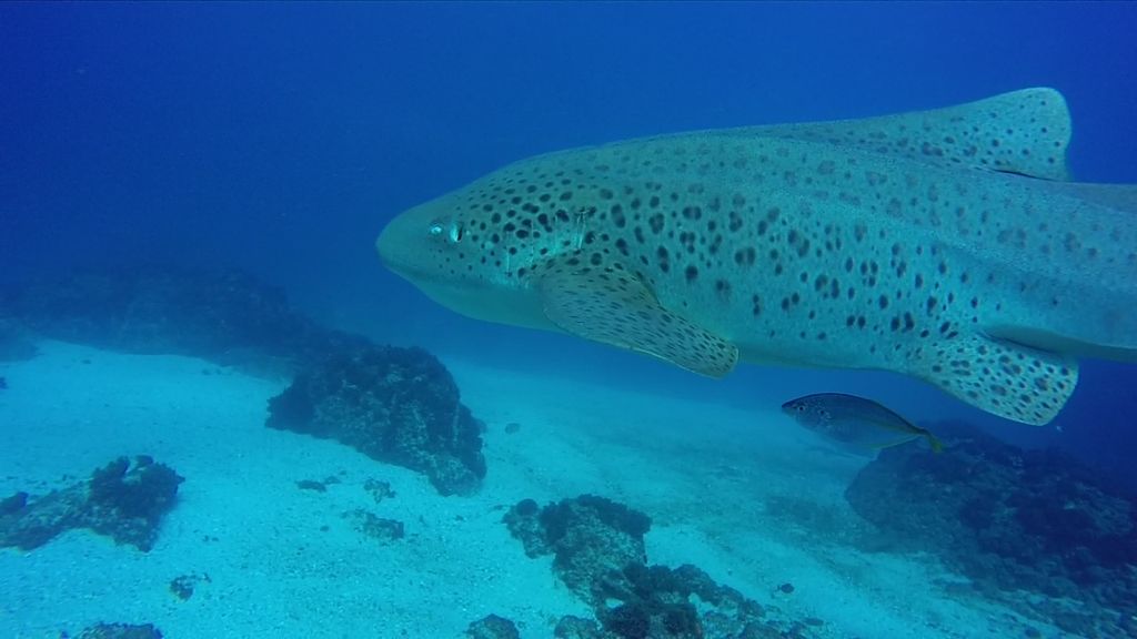 18aff22f-4c5d-42b4-8d87-b8911879a44f