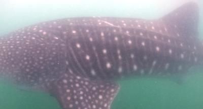 35dec3cd-cc98-4267-b5a1-cfaa3f4503ab