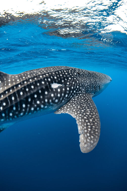 c9f28a12-fc62-405a-84aa-ec76ecc1ac63