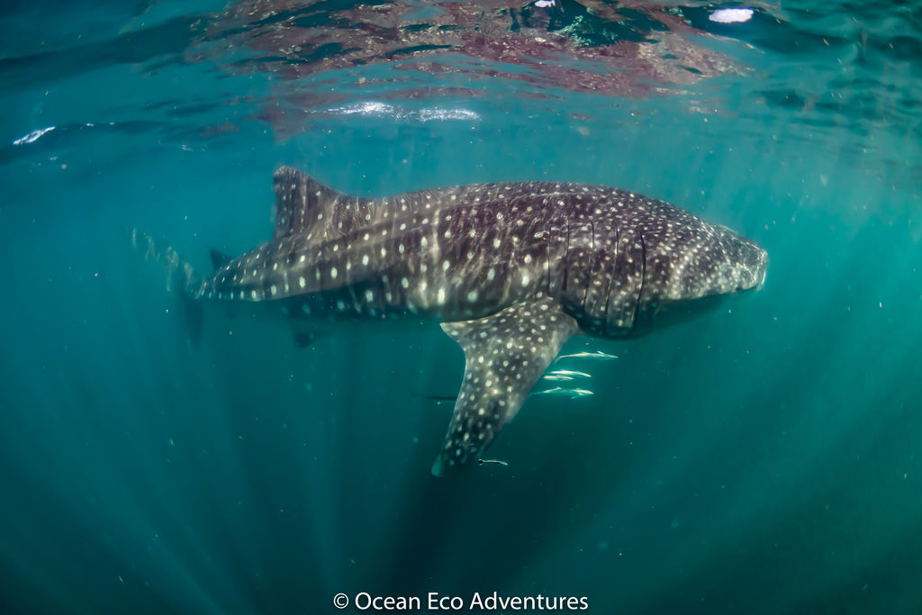 35a5a5d4-f8c9-4046-a928-eae5fb93cff7