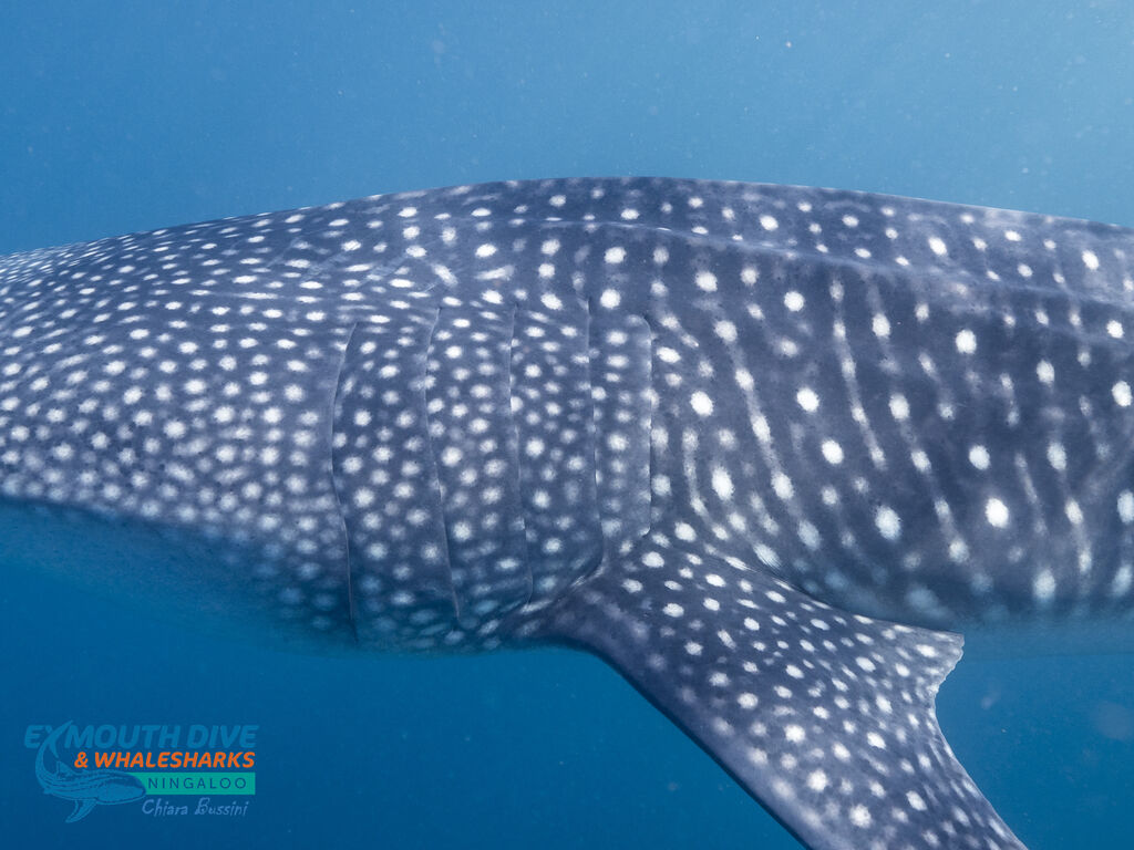 8dec28c1-8699-4eda-b71e-6fbdba28aa77