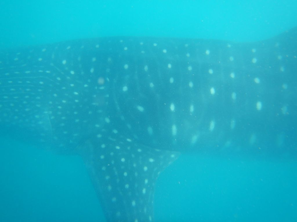 61c1515c-f942-47c3-96ed-528b3be5706b