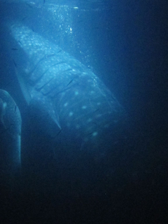 f7c2cd47-378c-49af-ba28-0f438ff6a9d5