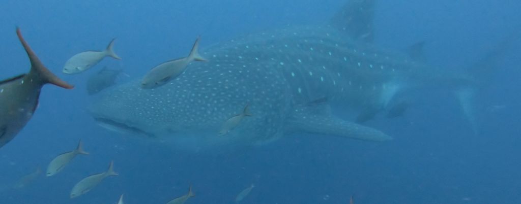 3731ff51-393e-46e2-a1b6-f8418c38b0b2