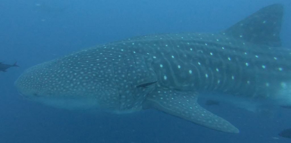 3731ff51-393e-46e2-a1b6-f8418c38b0b2