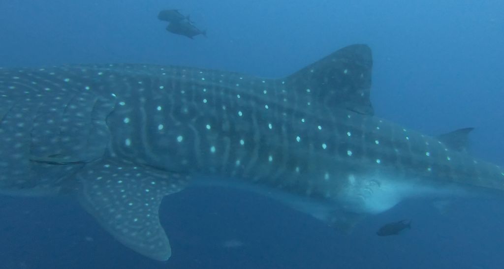 3731ff51-393e-46e2-a1b6-f8418c38b0b2