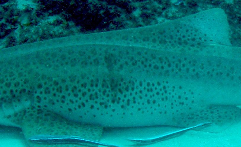 ff524530-e5cc-4fc9-b451-18ba4892ed35