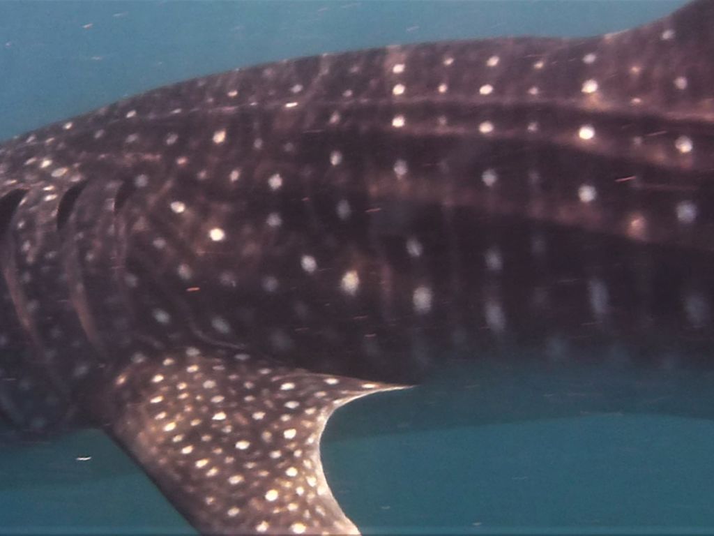 34d12ae4-7860-450f-80ad-d9e7882093cf