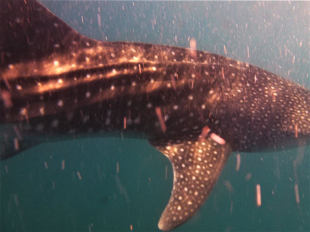 34d12ae4-7860-450f-80ad-d9e7882093cf