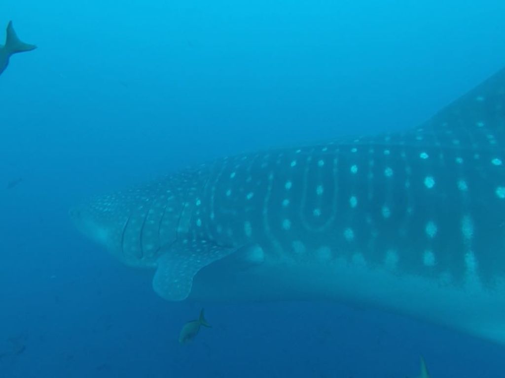 4623287c-1c39-489e-9872-56cbd64cd013