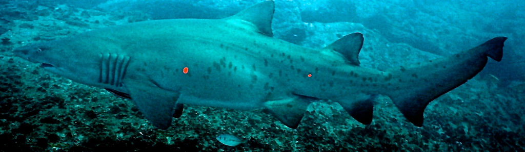 ec1a3f86-e15c-4e75-9806-feffa813edff