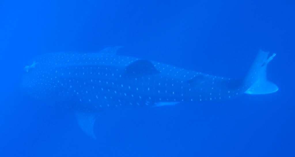 ff57a6ed-5e1e-468c-a613-e60dd92fe45b